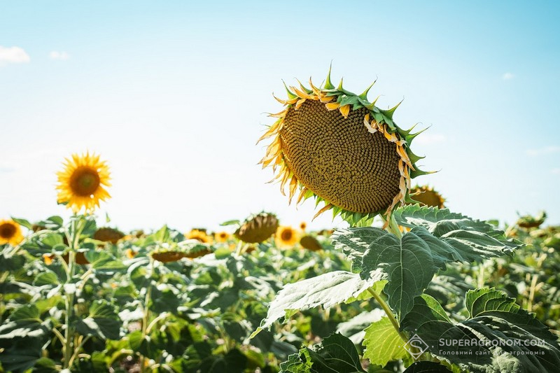 Соняшник по no-till на Миколаївщині у ВВІ-Агро