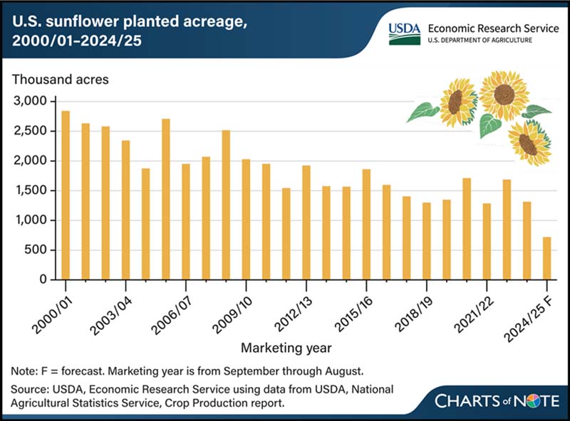 Площі під соняшником у США в 2000-2025 рр. (Джерело: Служба економічних досліджень USDA, жовтень 2024 р.)