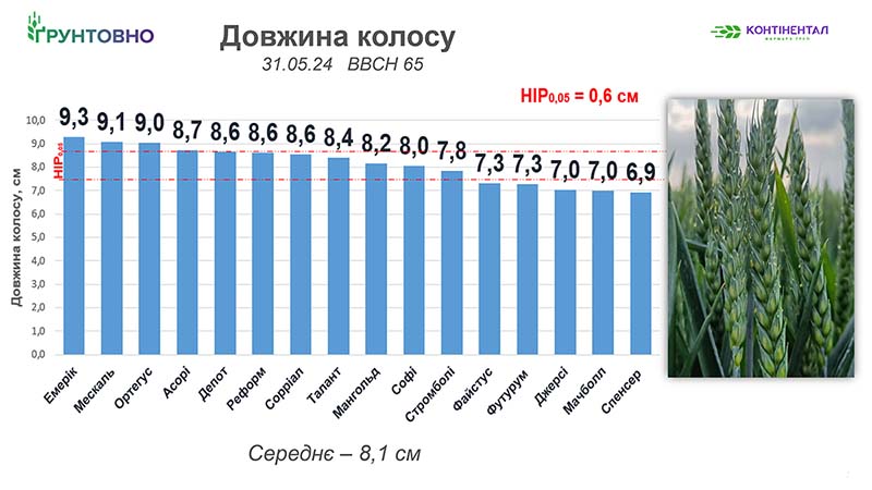 Рис. 6. Довжина колоса у рослин досліджуваних сортів 