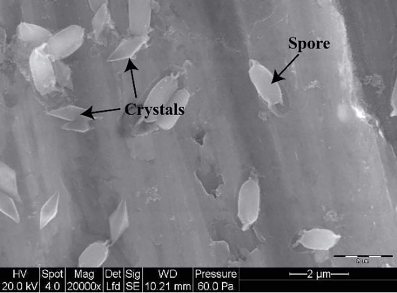 Спори і кристали бактерії Bacillus thuringiensіs (DOI: 10.1016/j.bjm.2016.04.011)