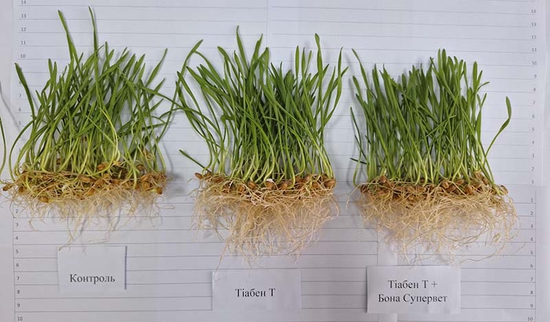 Необроблене насіння, насіння оброблене Тіабен Т, насіння оброблене Тіабен Т + Бона Супервет