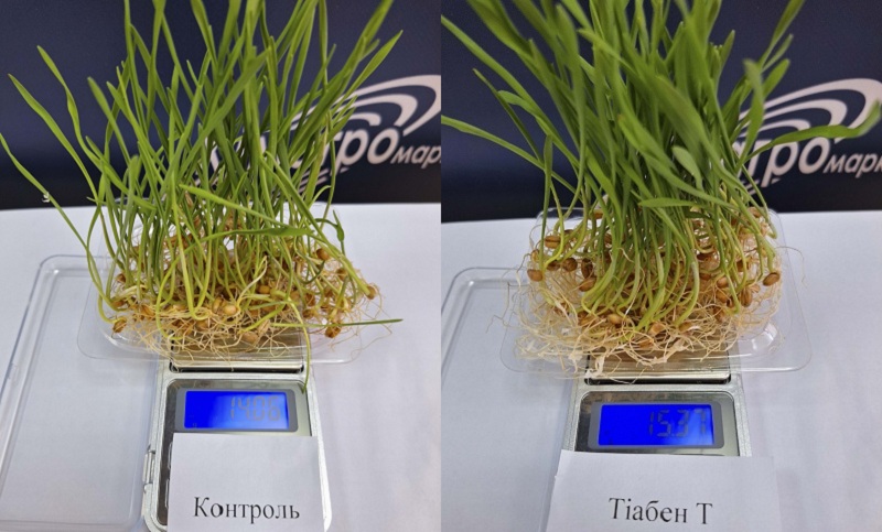 Контроль та насіння озимої пшениці, оброблене Тіабен Т
