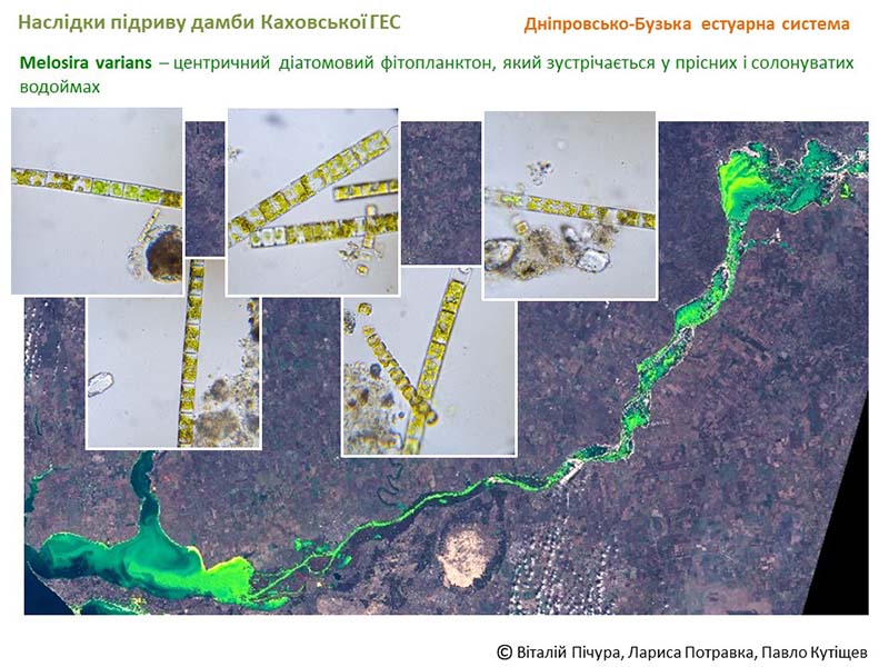 Дніпровсько-Бузька естуарна система. Центричний діатомовий фітопланктон