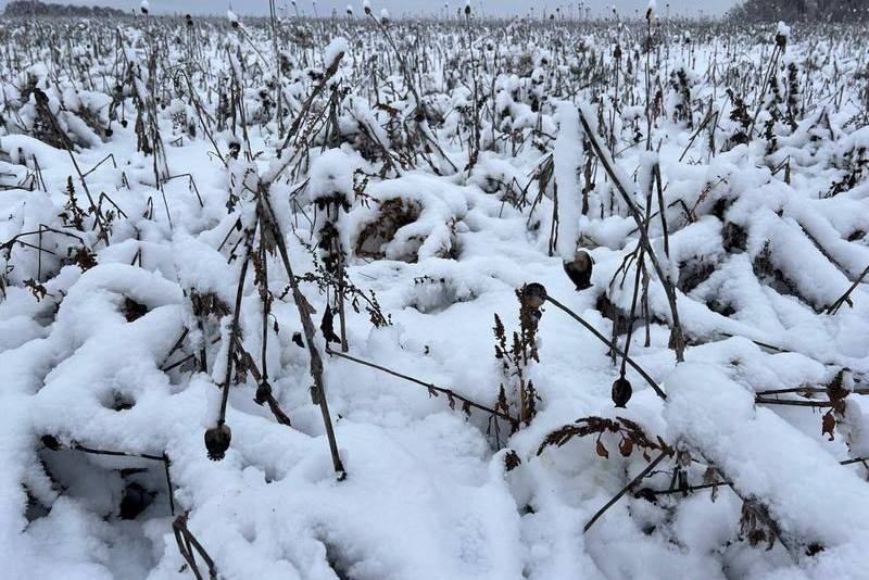 Посів маку олійного, на який накладено арешт. 21.11.2024. Фото: Віктор Демидов