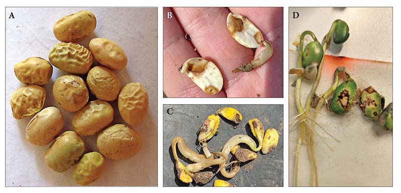  Зовнішній вигляд насінин (A–D) і проростків (B–D) сої, уражених фомопсидозом(Фото:Ukrainian Botanical Journal/В.Краснопірка, А.Заболотня, О.Акулов)