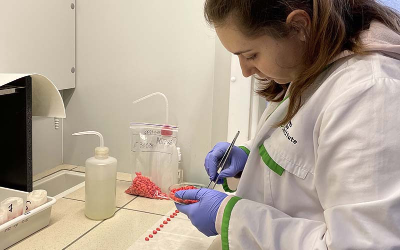 Дослідження насіннєвого матеріалу в Ukravit Institute