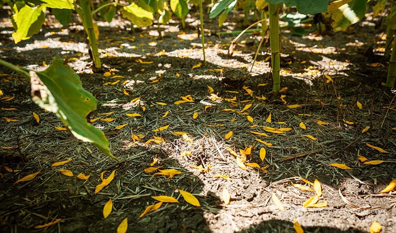 Соняшник в ФГ Аннушка сіють по no-till