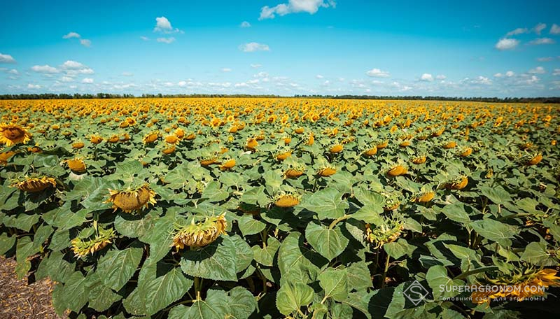 Посіви сисокоолеїнового соняшнику на Миколаївщині