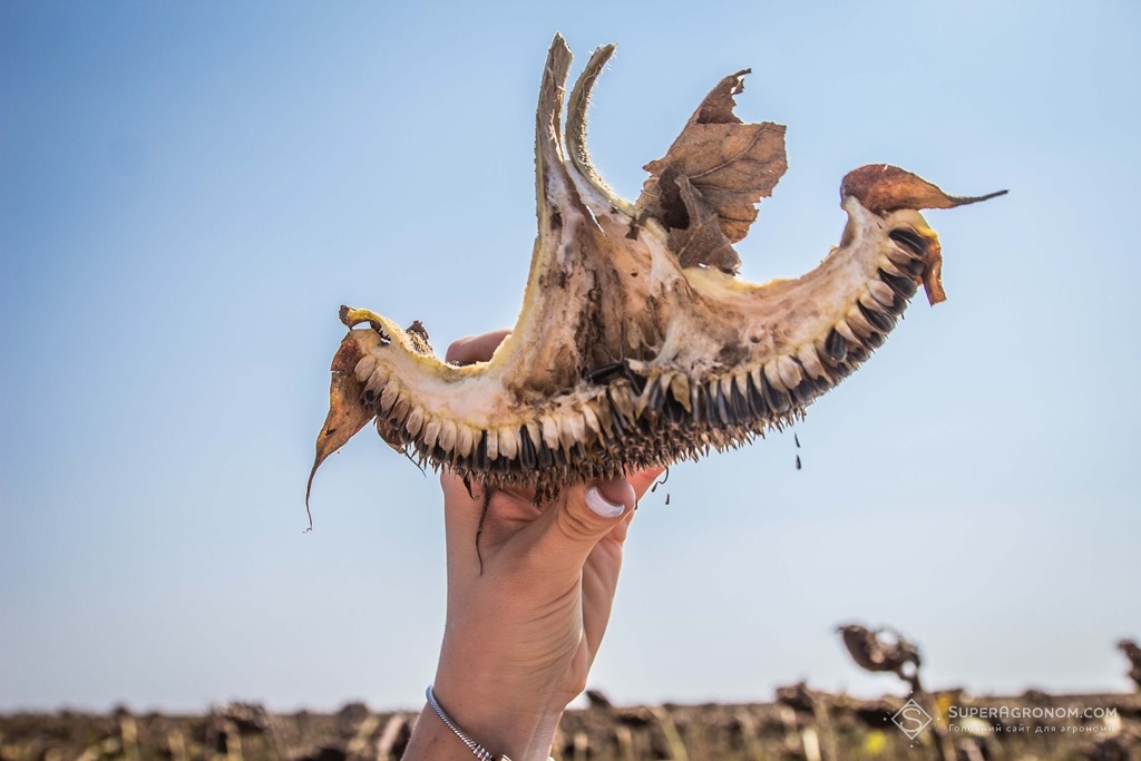 Кошик соняшника уражений шипоноскою