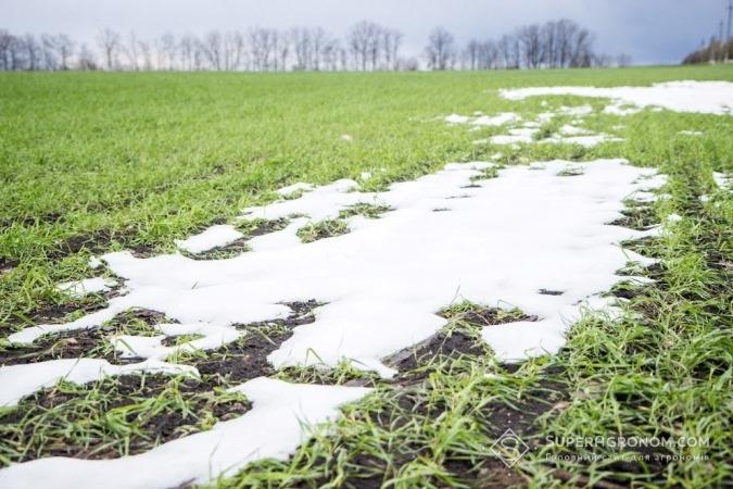 Час весняного відновлення вегетації озимини