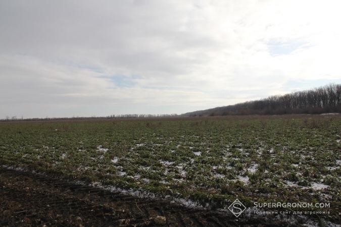 цукровий буряк в полі під час збирання